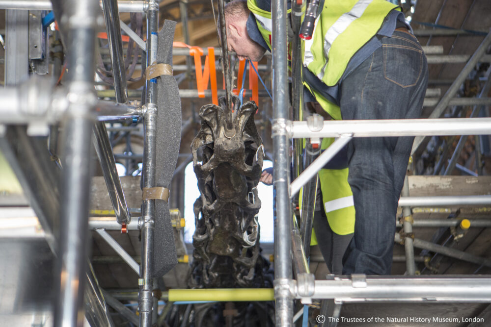Constantine Ltd investigates sculpture at the Natural History Museum