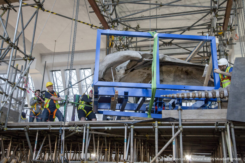 The Blue Whale Skull transport and temporary storage