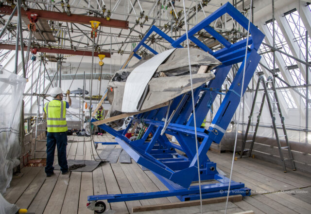 Constantine Ltd move blue whale skull at the Natural History Museum