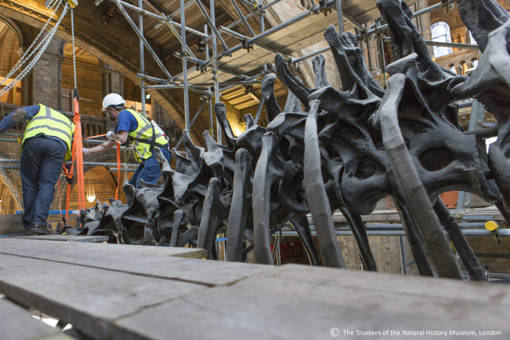 Constantine Ltd decanting Dippy the blue whale form the Natural History Museum