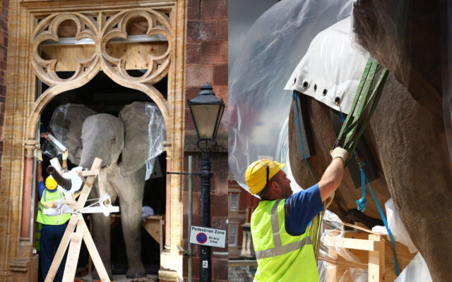 Constantine transporting a 1.5 tonne African bull elephant