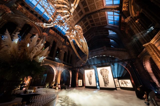 The transportation of Makavusi's life size elephant drawings to the Natural History Museum