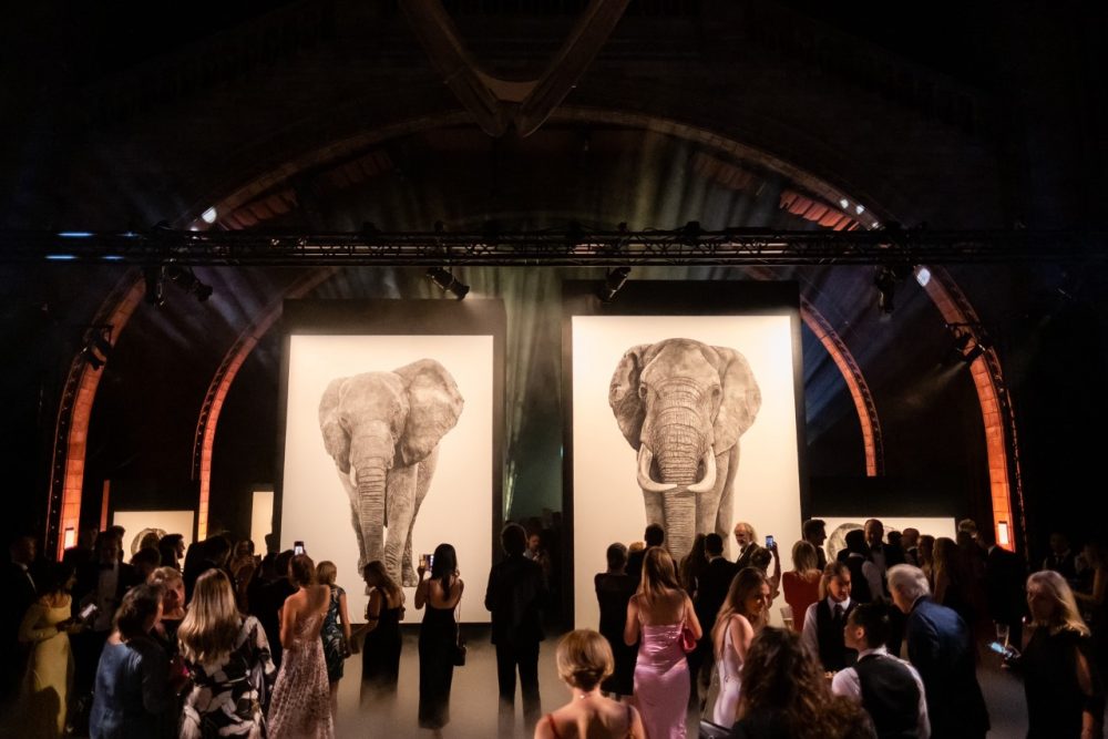 Makavusi's life size elephant drawings at the Natural History Museum