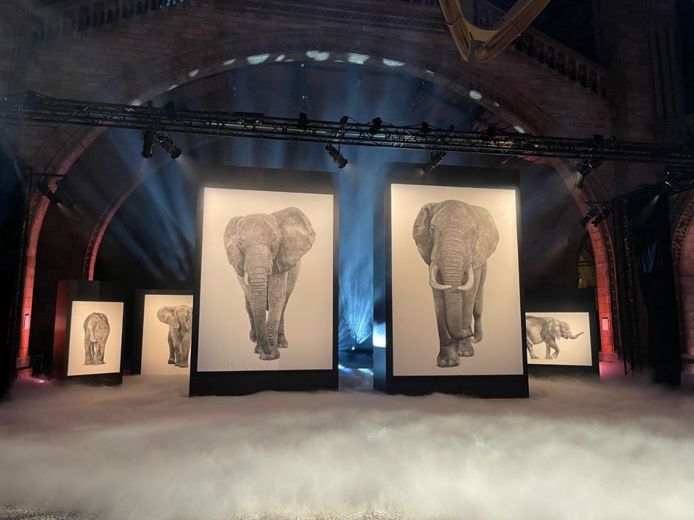 Makavusi's life size elephant drawings at the Natural History Museum