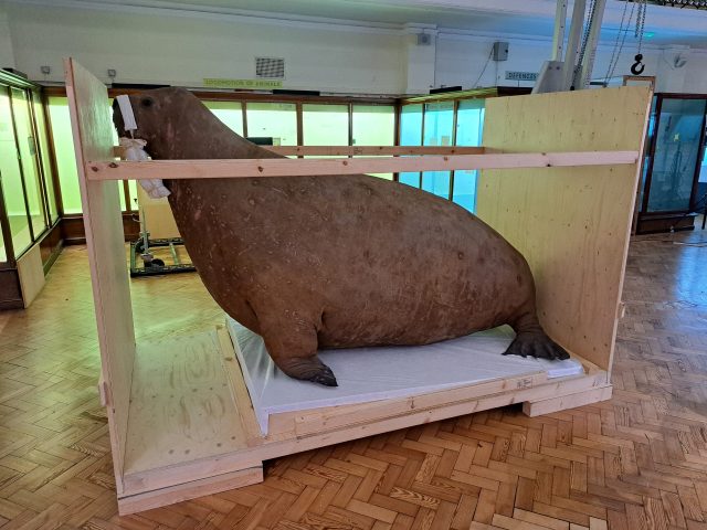 The deinstallation of the Horniman Walrus by the Constantine team